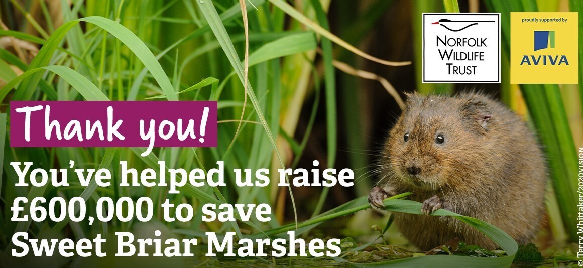 Sweet Briar Marshes - help us create a flagship nature reserve for the city